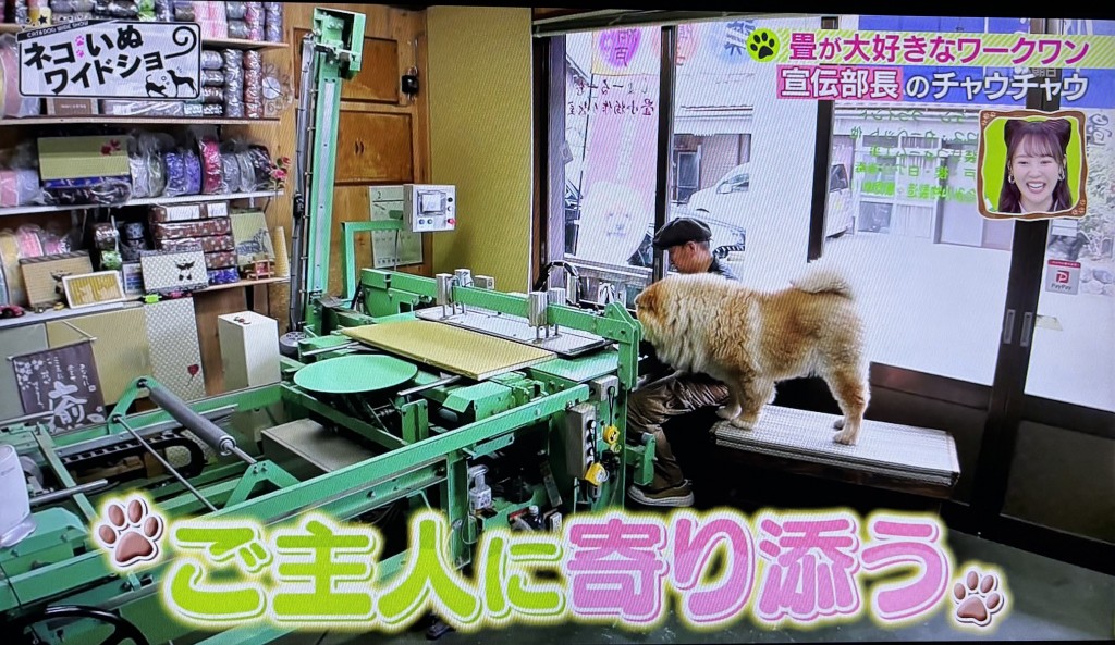 もふもふ4