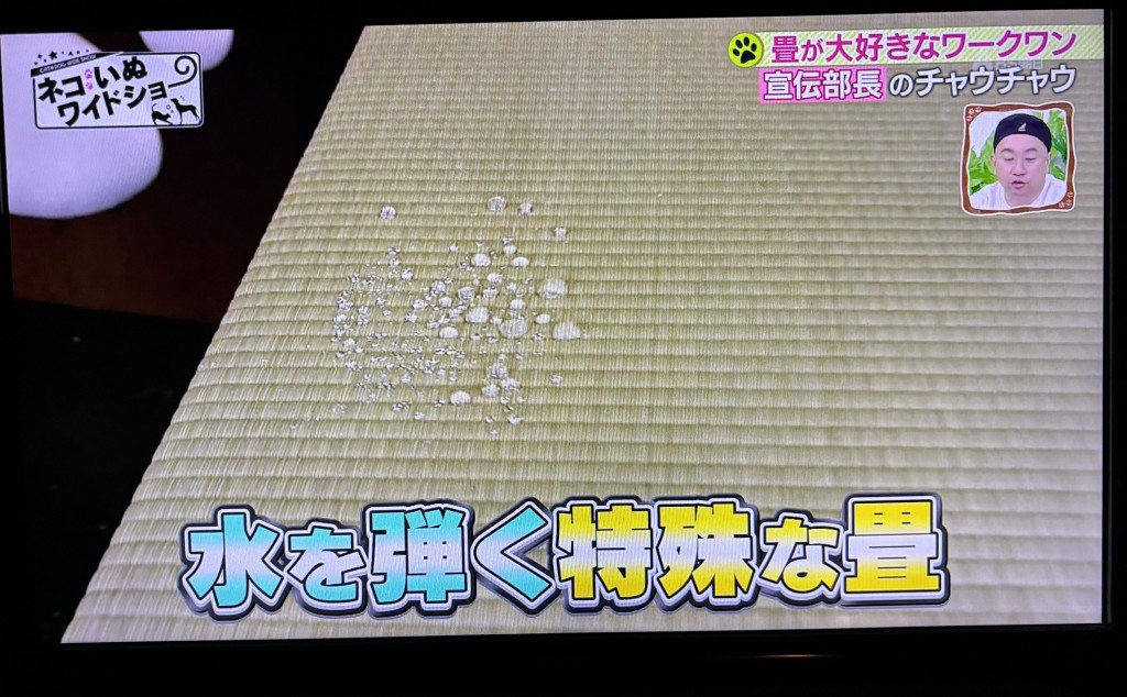 もふもふ6