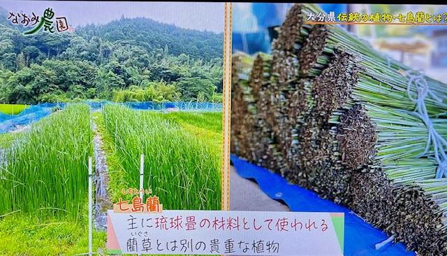 なおみ農園1-5